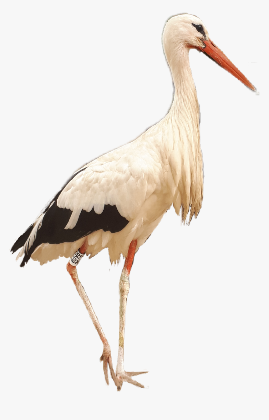 #crane #bird #birds #kraanvogel #afrika #africa #southafrica - White Stork, HD Png Download