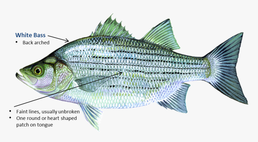 White Bass - Fish In Oklahoma, HD Png Download