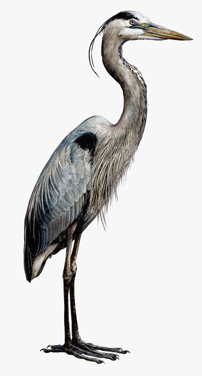 Heronsmaller Great Blue Heron Hd Png Download Transparent Png Image Pngitem