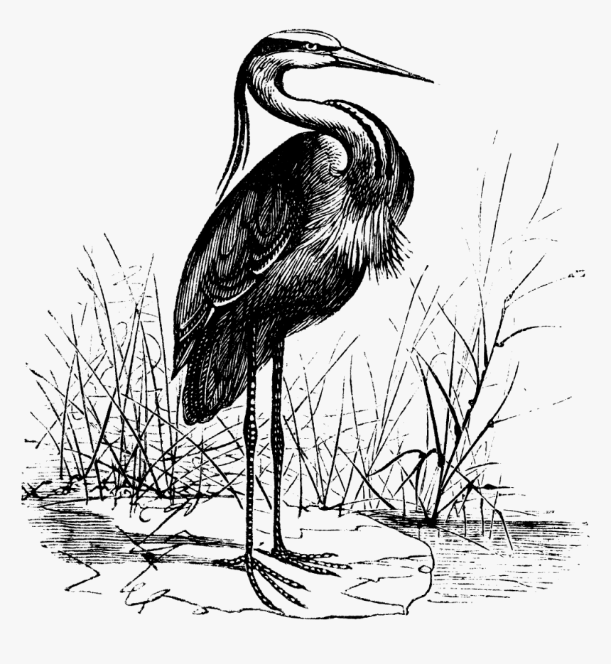 The Crane Lake Mascot - Vintage Heron Illustration, HD Png Download
