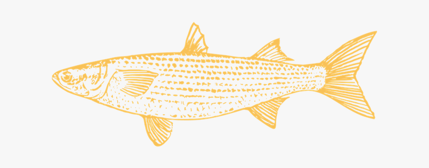 Trout, HD Png Download