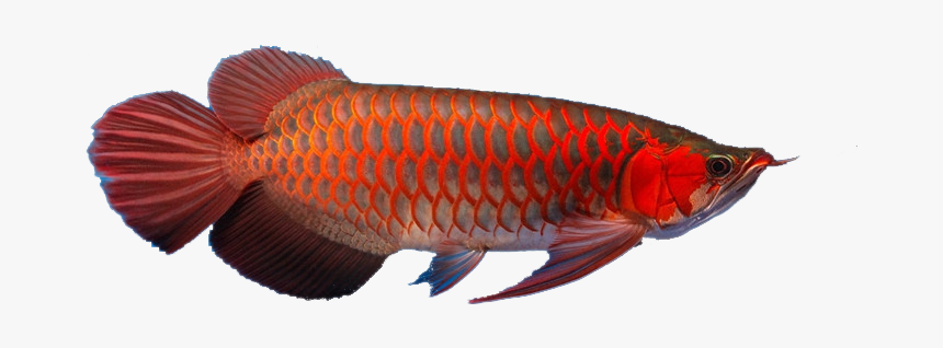 Bony-fish, HD Png Download