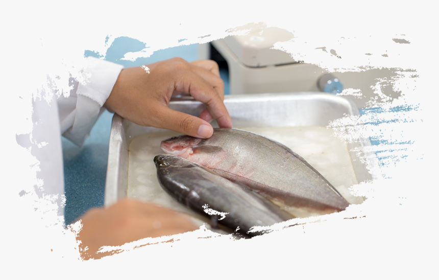 Oie Aquatic, HD Png Download