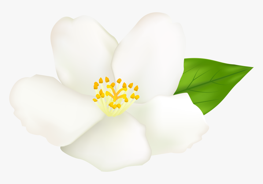 Magnolia Flower Clipart At Getdrawings - Free Clip Art White Magnolia, HD Png Download