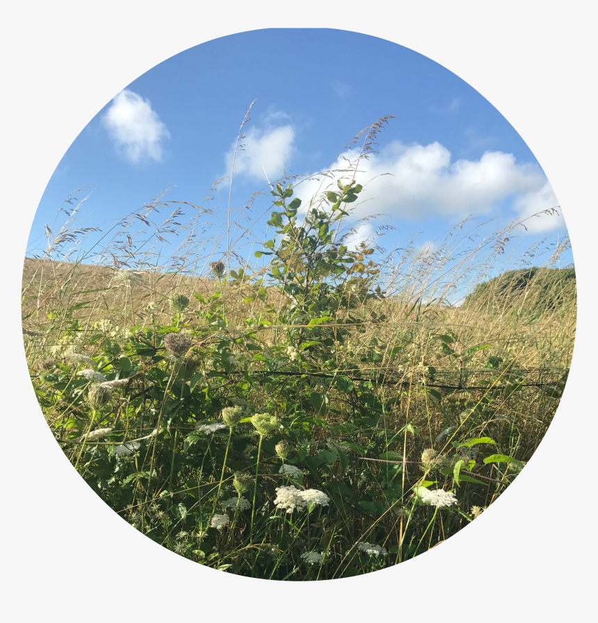 Circle, HD Png Download