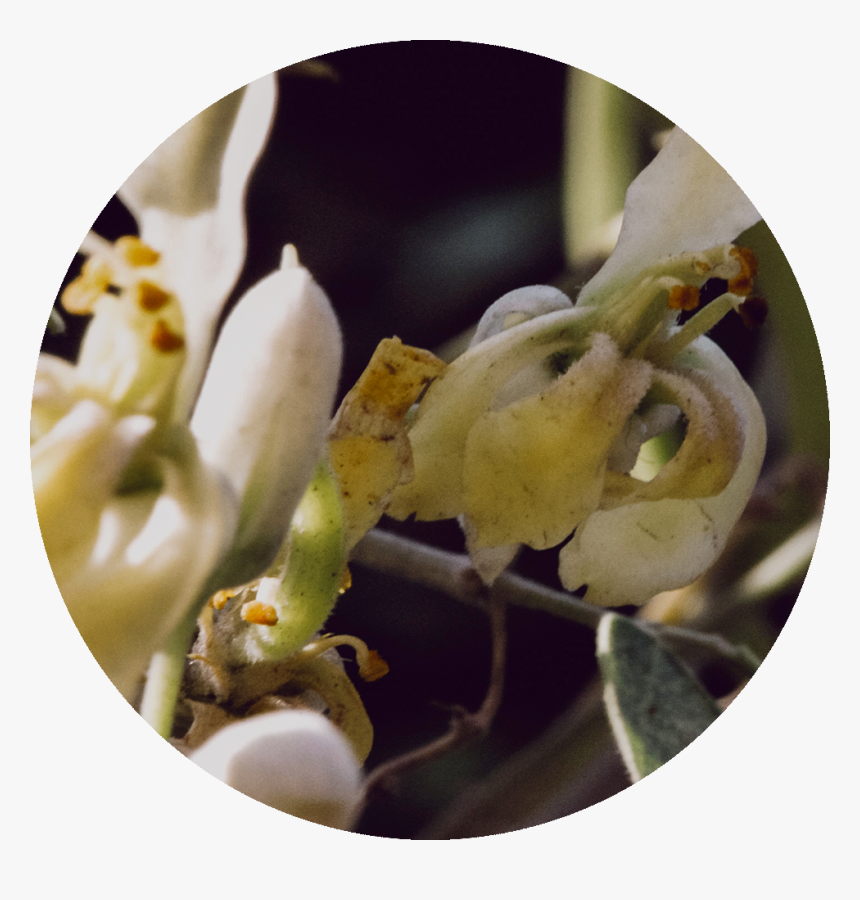 Drumstick Tree - Magnolia - Magnolia, HD Png Download
