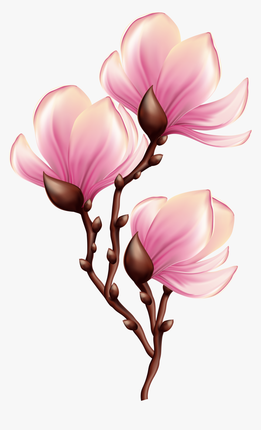 Beautiful Blooming Branch Transparent, HD Png Download