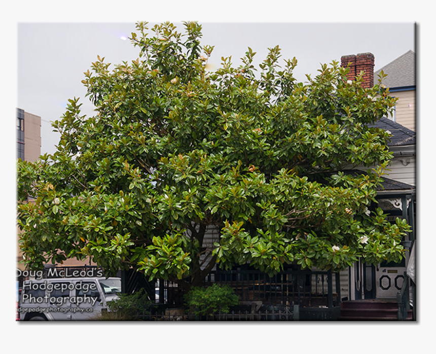 Clip Art Magnolia Tree Pic - Magnolia Tree Victoria Bc, HD Png Download