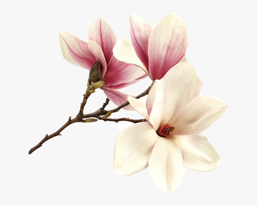 #flower #magnolia #magnolie #magnolias #tree #pink - Magnolia Pink Flower Png, Transparent Png
