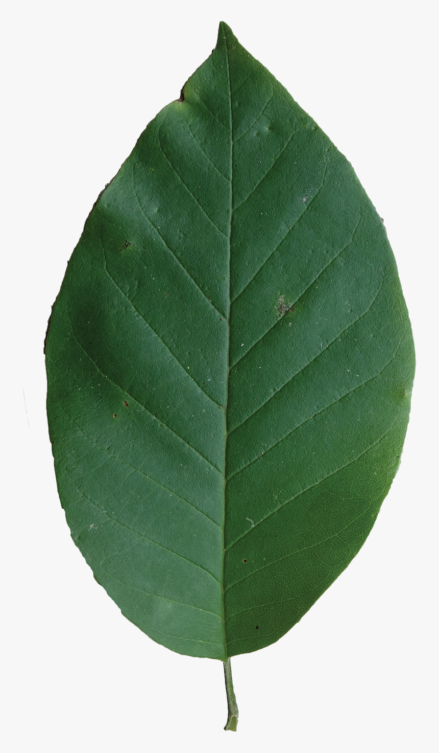 Magnolia Tree Png, Transparent Png