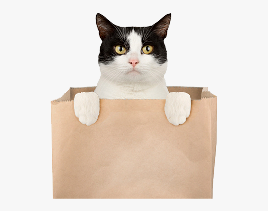 A Cat Popping Out Of A Bag - Arco Cat Out Of The Bag, HD Png Download