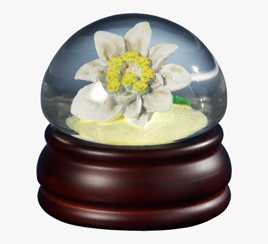 Edelweiss Flower Mushroom Wg 
 Class Lazyload None - Jasmine, HD Png Download