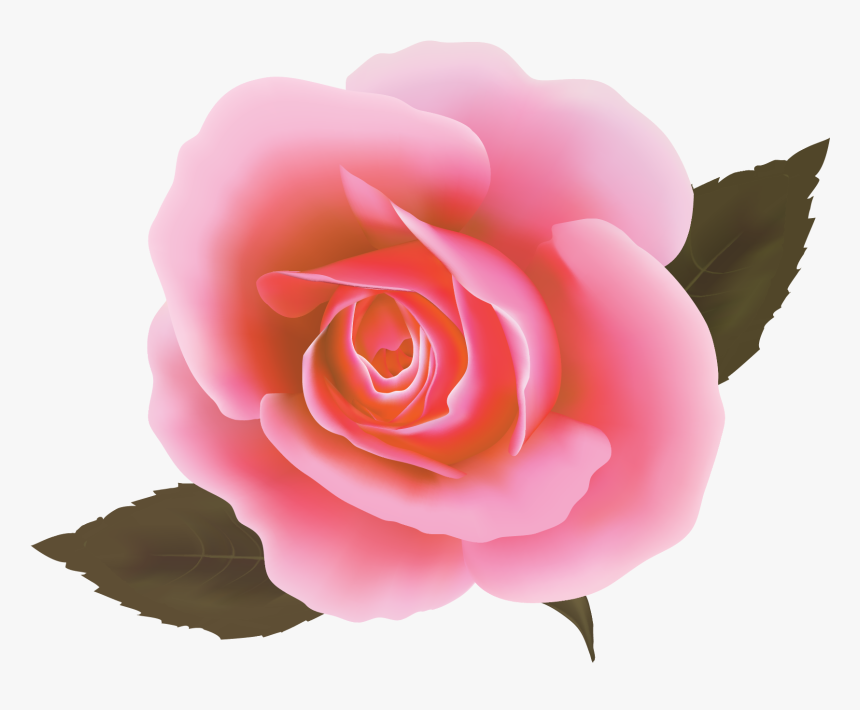 Rosa Cor De Rosa Vetor, HD Png Download