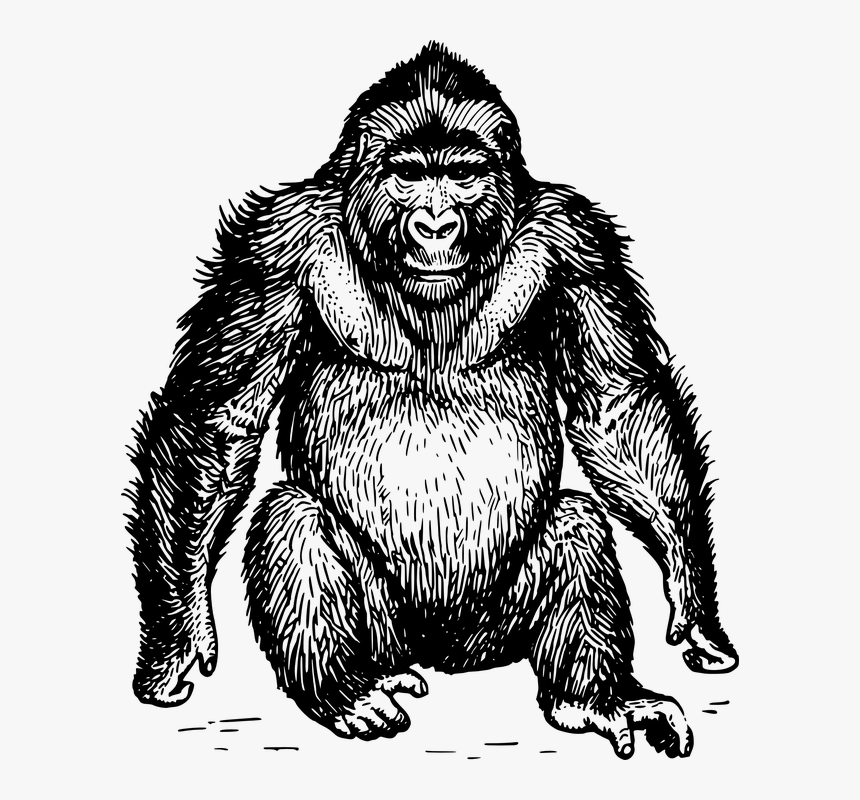Ape Black And White, HD Png Download