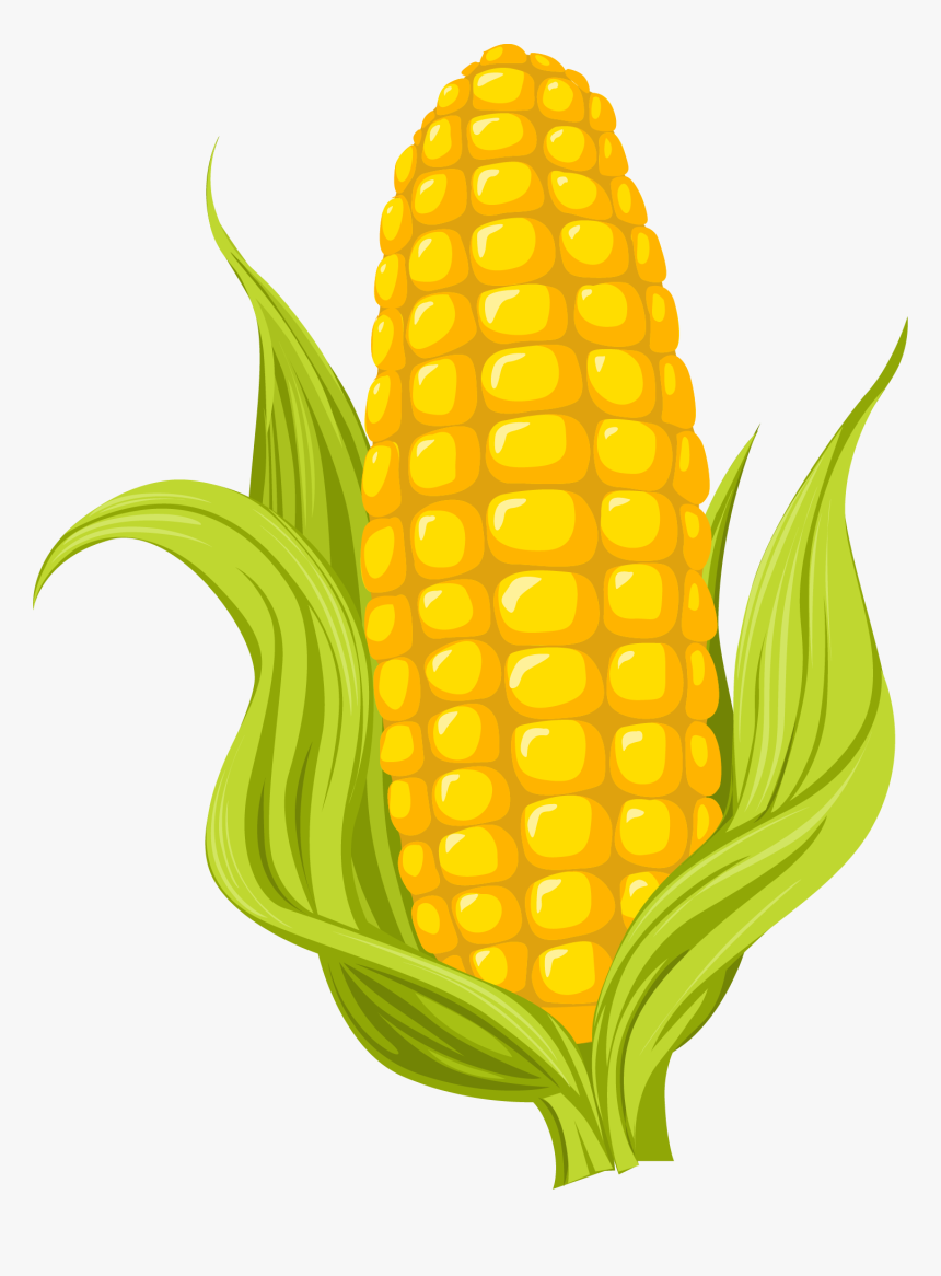 Maize Drawing Photography - Clipart Corn Transparent, HD Png Download