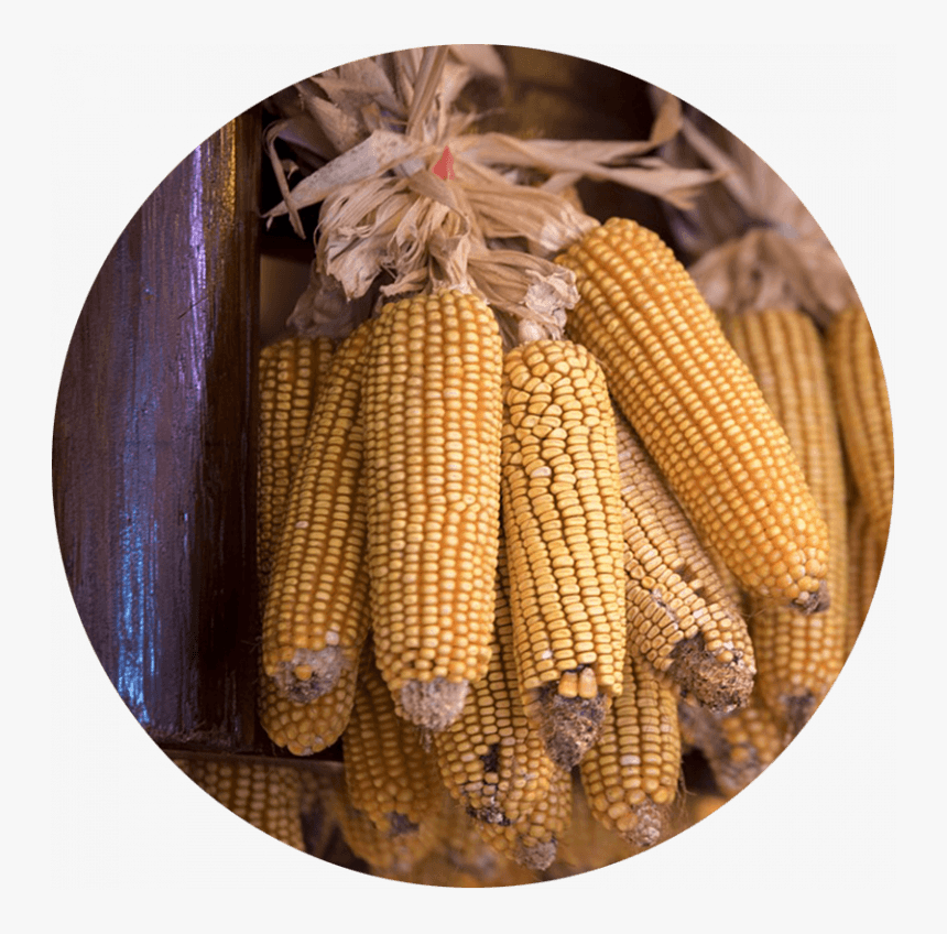 Corn Cobs Hung Up To Dry - Maize, HD Png Download