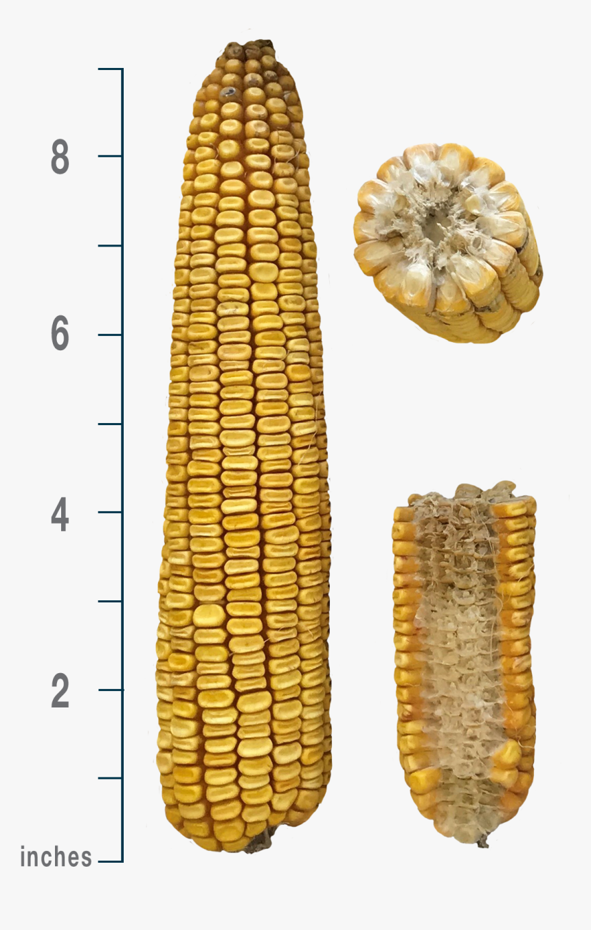 Corn Kernels, HD Png Download