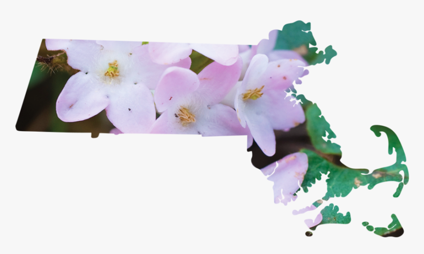 Massachusetts - Moth Orchid, HD Png Download