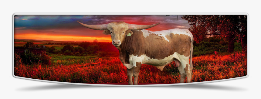 Lutt Longhorns Sale Banner Image - Texas Longhorn, HD Png Download