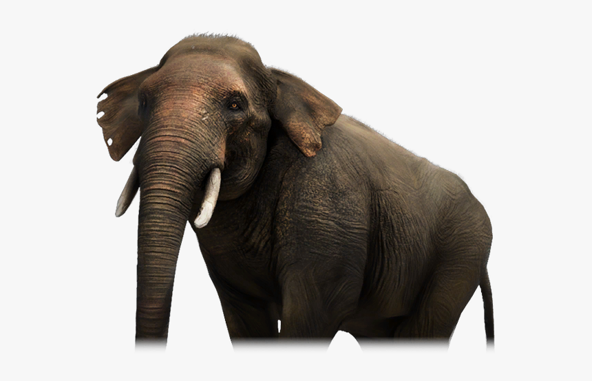 Far Cry Wiki - Indian Elephant, HD Png Download