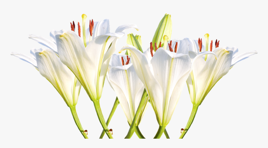 Lilies, White Lilies, Blossom, Bloom, Flower, White - Thinking Of You Lillies, HD Png Download