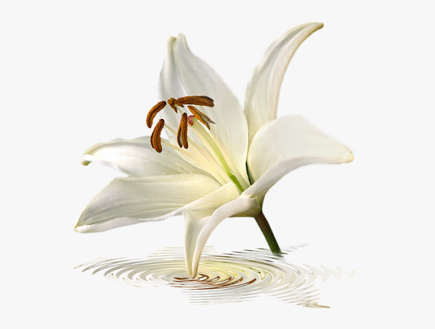 Avalanche Lily, HD Png Download