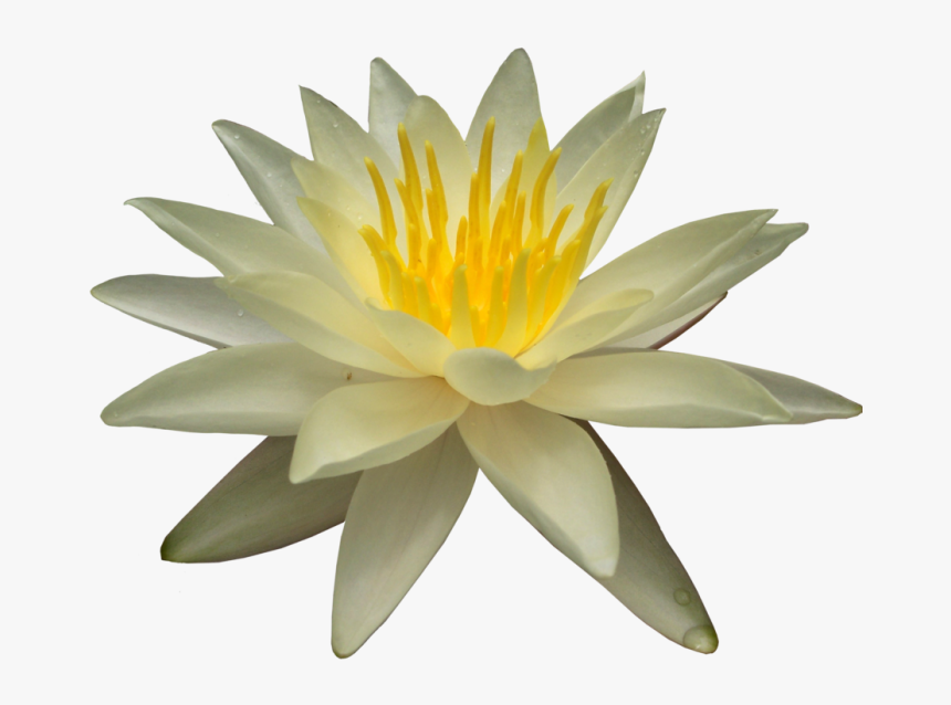 Water Lily Png Picture - Water Lily Png, Transparent Png