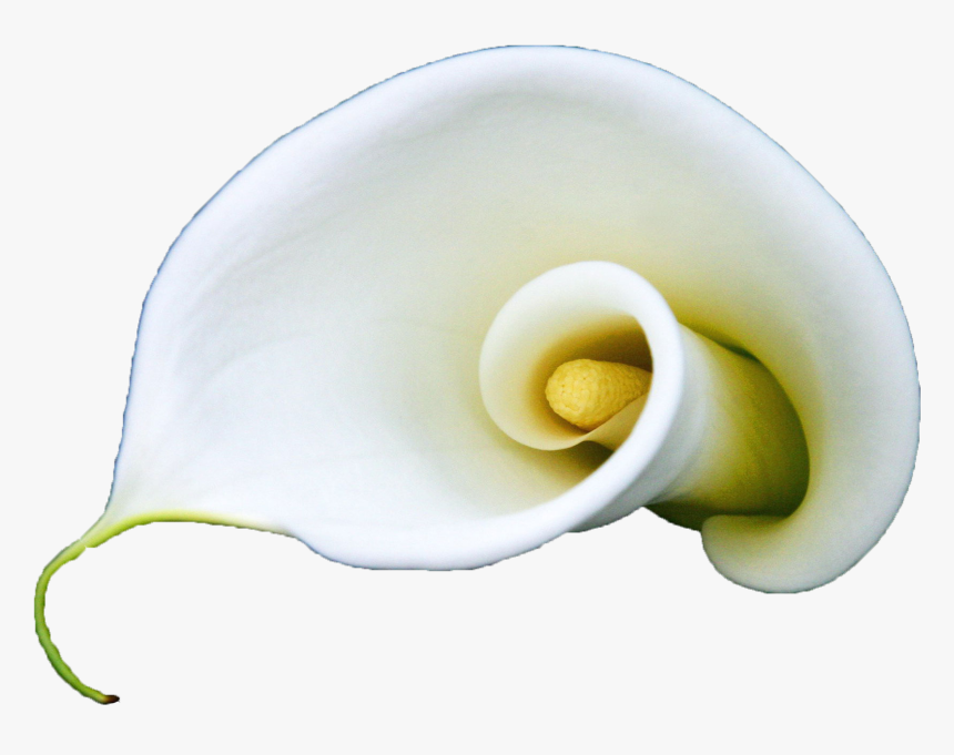 Clip Art Arum Flower Lilium A - Giant White Arum Lily, HD Png Download