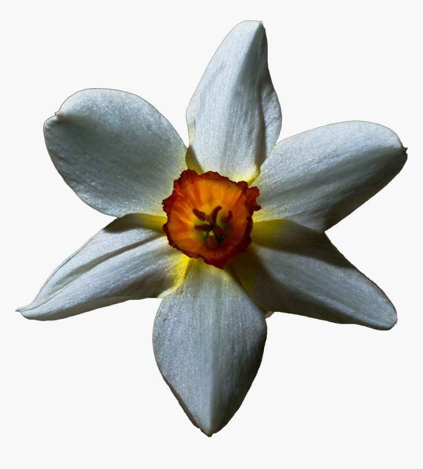 Transparent White Lily - Flowers With Black Background, HD Png Download