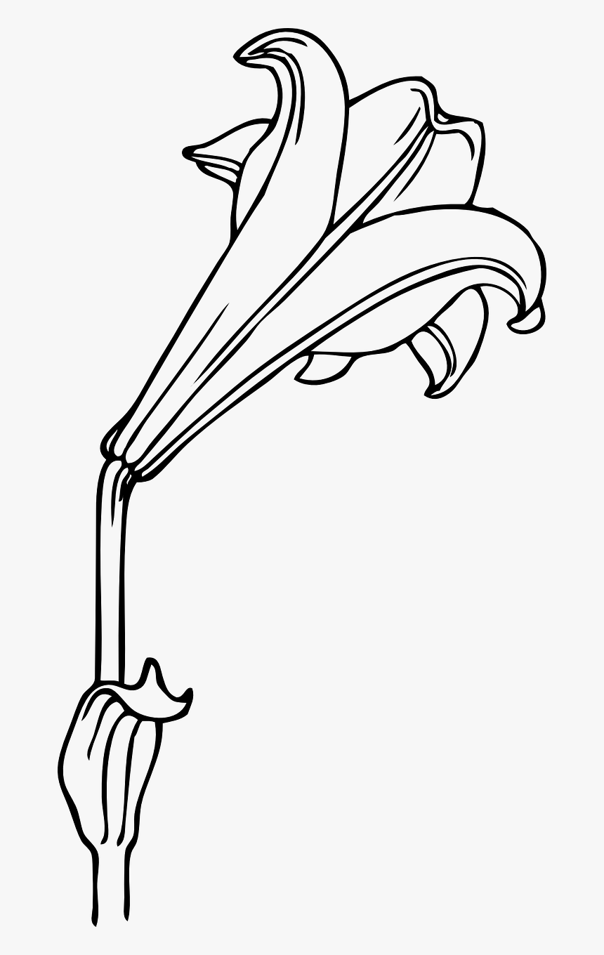 Lily Clip Art, HD Png Download