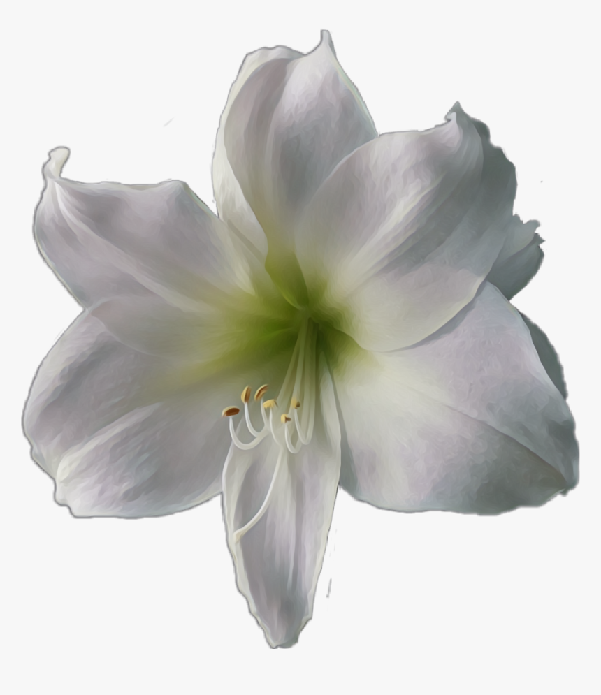 #flower #white #lily - Lily, HD Png Download
