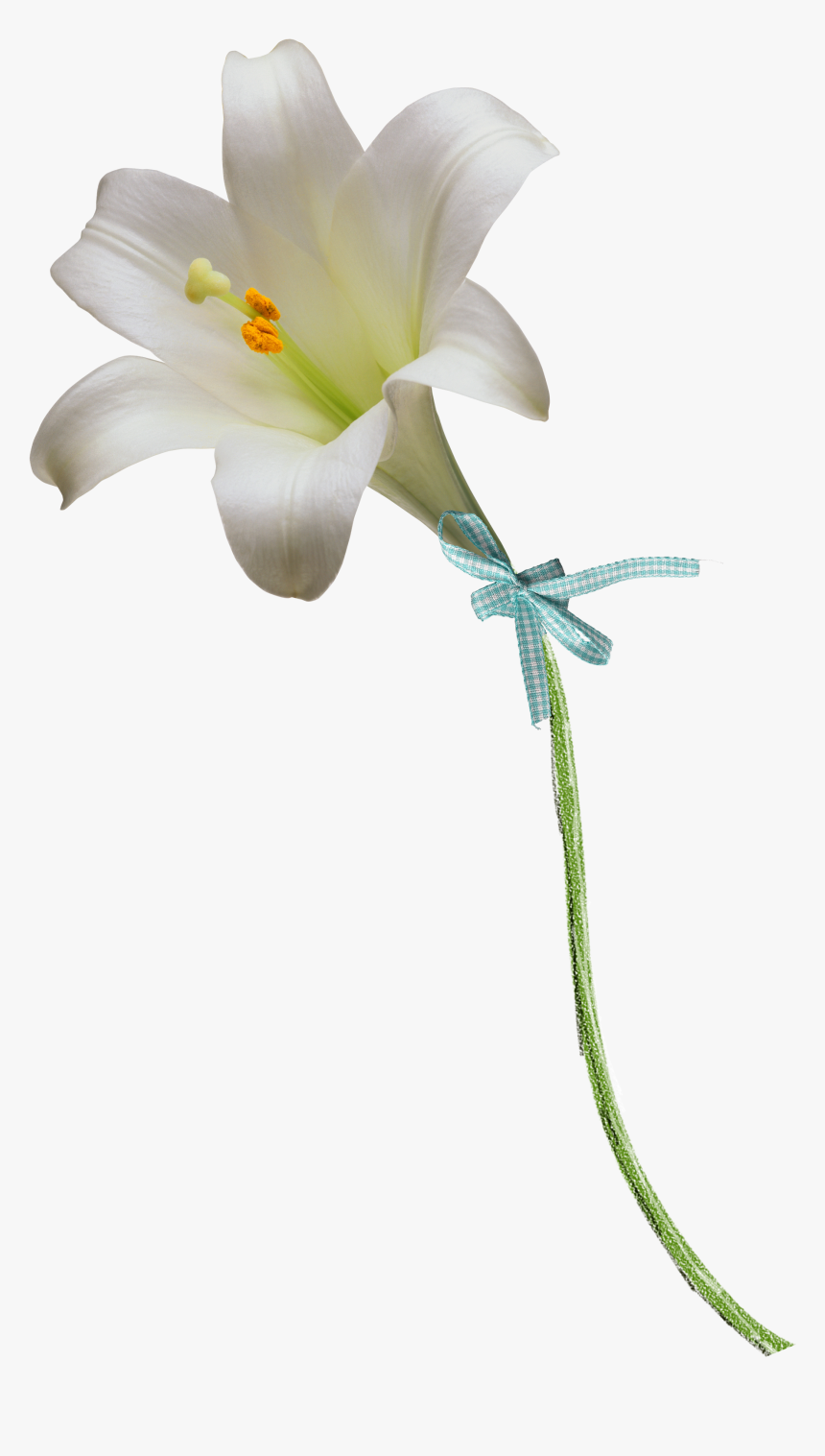 Easter Lily Clipart Free - Easter Lily Png, Transparent Png