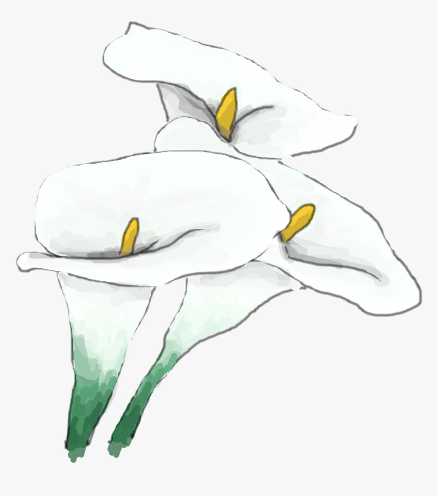 Whitelily - Lily, HD Png Download