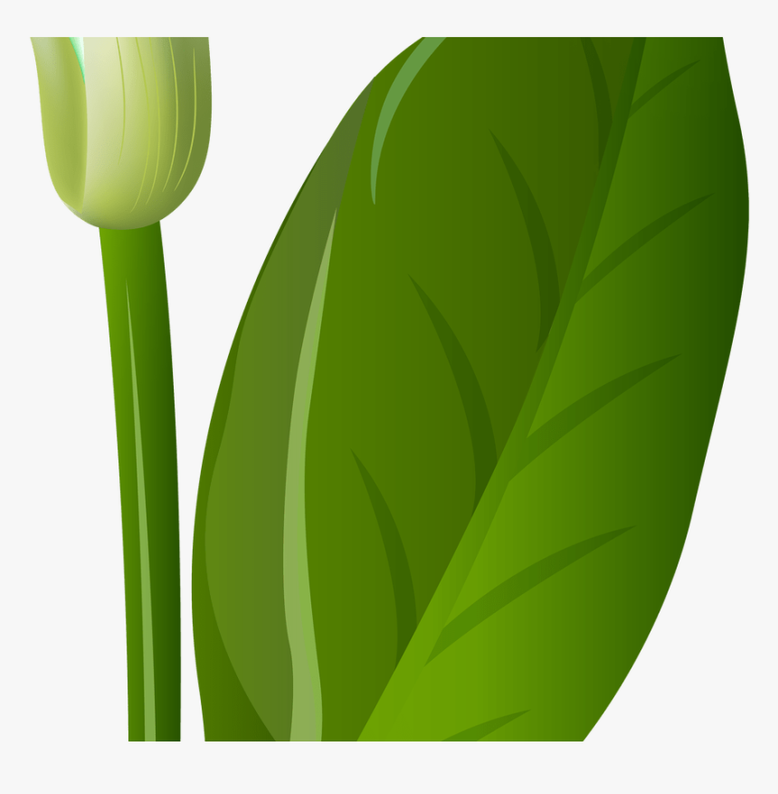 White Lily Flowers Png Transparent Gardening, Png Download