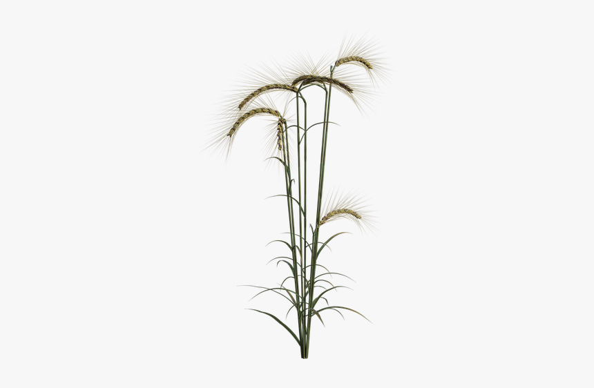 Wheat, Field, Plant, Agriculture, Summer, Autumn - Grass, HD Png Download