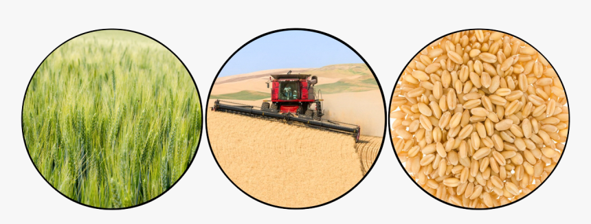 Transparent Wheat Field Png - Paddy Field, Png Download