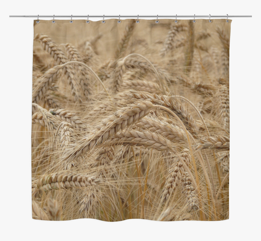 Field Of Wheat - Wheat, HD Png Download