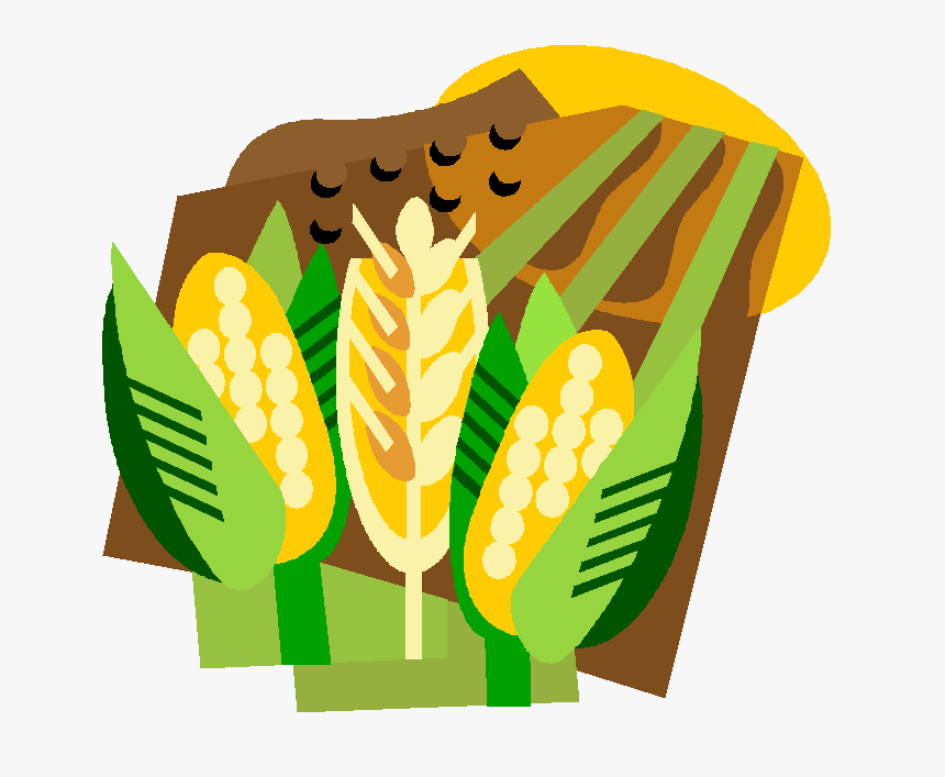 Corn Field Farm Stock Vector - Agricultura De Los Taironas, HD Png Download