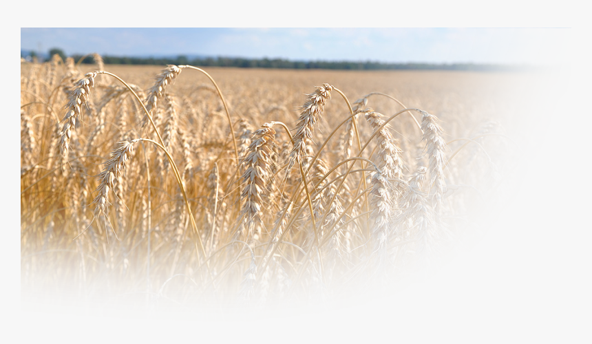 Bread Wheat - Phragmites, HD Png Download