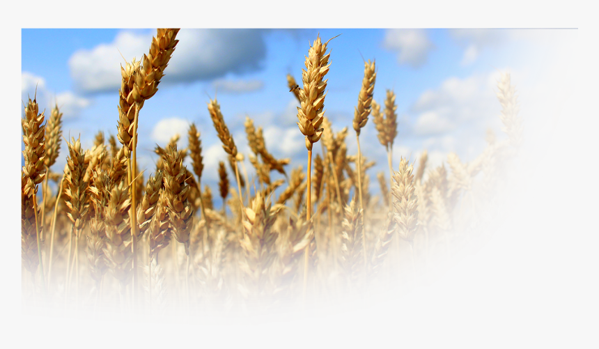 Products - Durum, HD Png Download