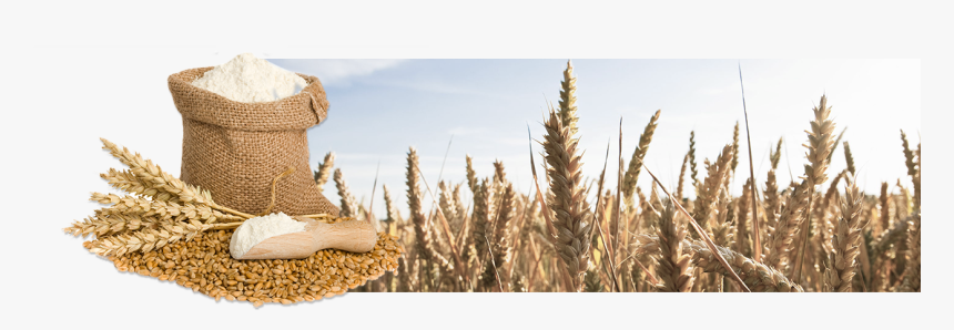 Ingredientes Para Hacer El Pan, HD Png Download