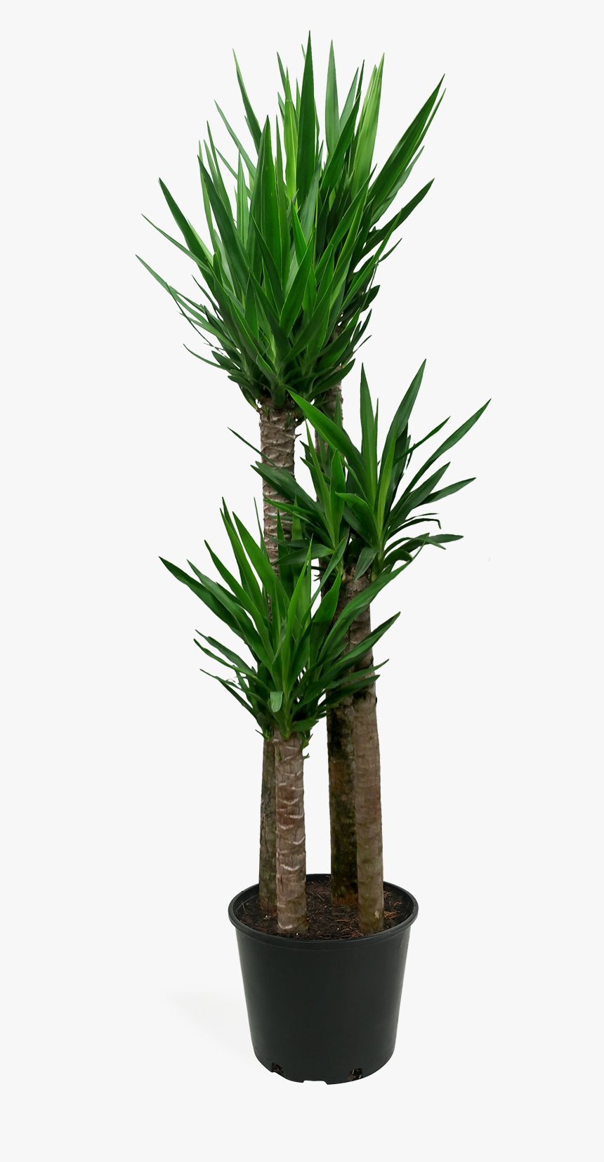 Houseplant, HD Png Download