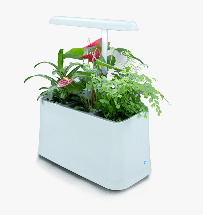 Plant-based Air Purifier, More Than Just Indoor Plants - Plant Based Air Purifier, HD Png Download