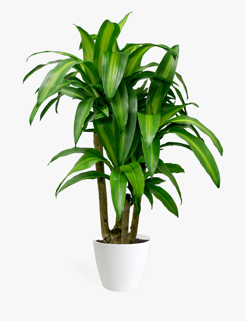 Dracaena Massangeana Stump - Dracaena Fragrans Png, Transparent Png