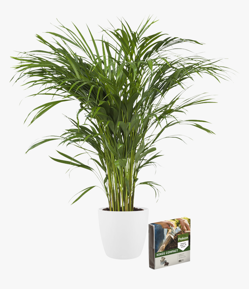 Indoor Plant Golden Cane - Large Pot Plants, HD Png Download
