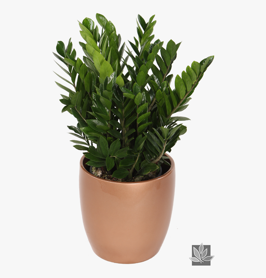 Planta Zz Zamioculcas Zamiifolia, HD Png Download