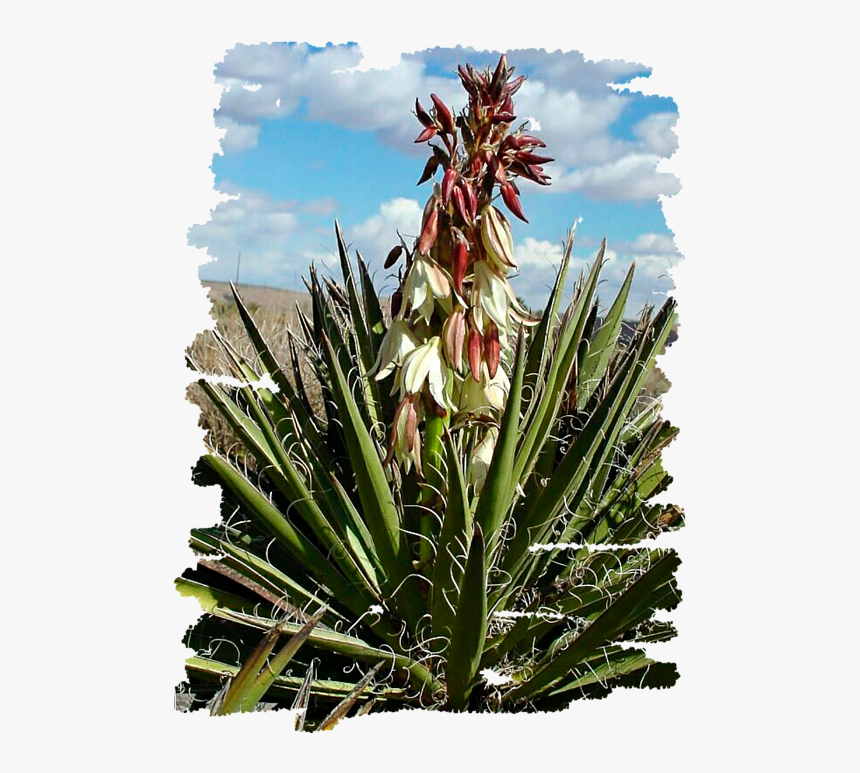 Yucca Blossom, HD Png Download