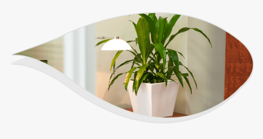 Best Indoor Plants For Office - Houseplant, HD Png Download