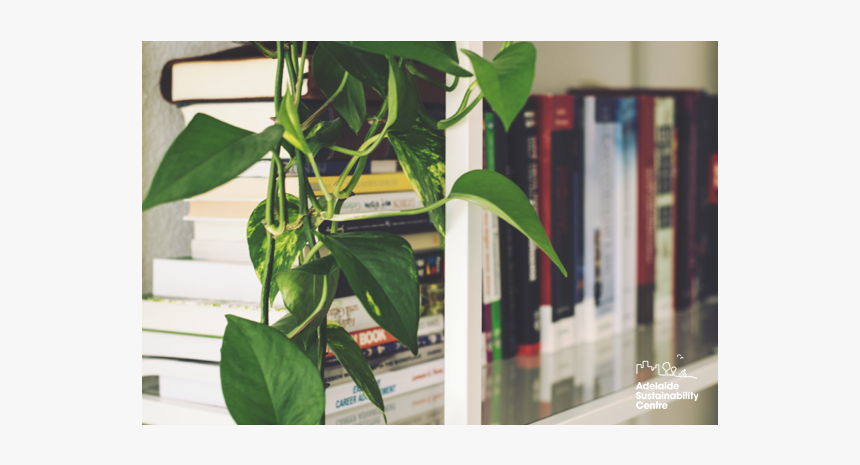 Indoorplants - Grow Money Plant In Glass Jars, HD Png Download