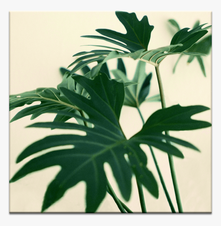 Indoor Plant - Permanent Decision Based On Temporary Feelings, HD Png Download